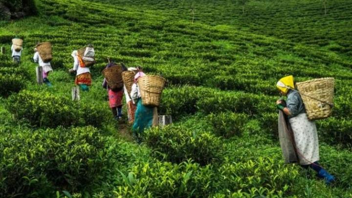 সিলেটে চা বাগানগুলোতে বৃষ্টি ছোঁয়ায় ফিরে পাচ্ছে